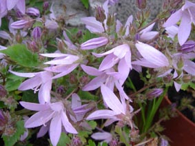 Campanula 'Lissens Variety'